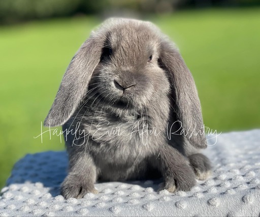 mini lop rabbits for sale