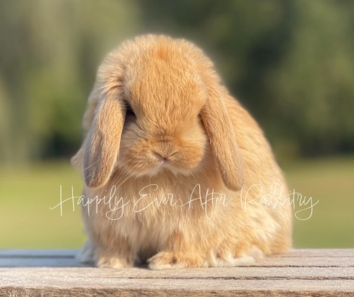 Mini Lop Bunnies Looking for Loving Homes