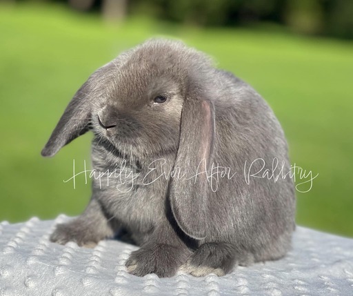 mini lop rabbits for sale