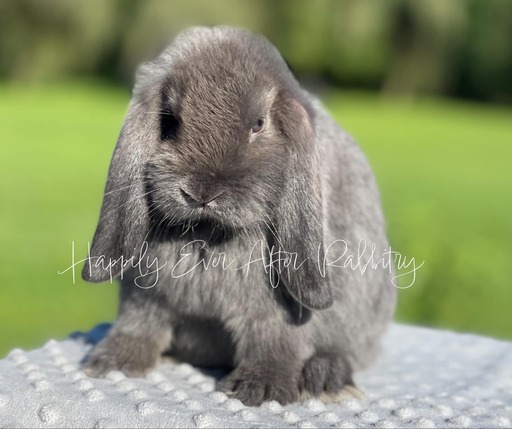 Local Mini Lop Bunnies for Sale Near You