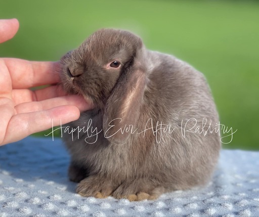 Local Mini Lop Bunnies for Sale Near You