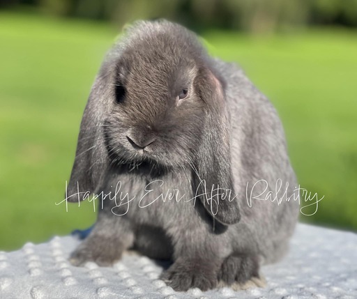 Local Mini Lop Bunnies for Sale Near You