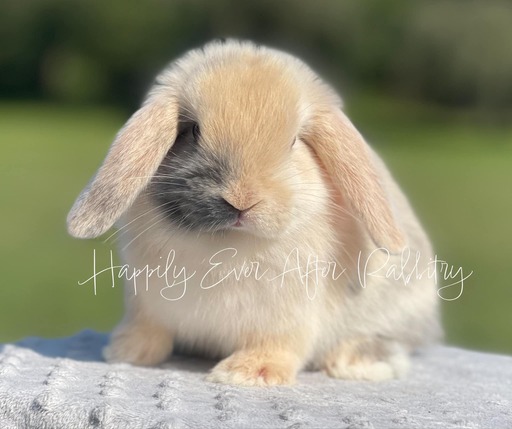 Local love in fur - Rabbits for sale near me, your cuddly pals are waiting!