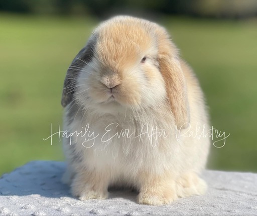 Blue-Eyed Holland Lops bunnies for sale