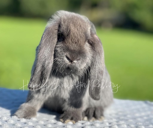 Local Bunnies for Adoption – Discover Joy with Rabbits for Sale Near Me!