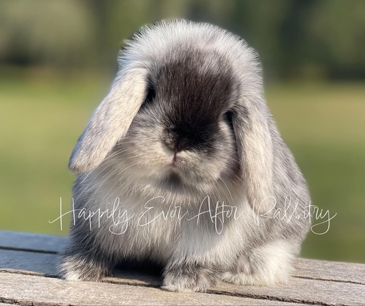 Adorable Mini Lop Bunny Available for Adoption