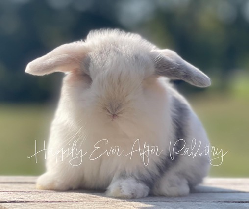 Adopt a bundle of joy - Discover our irresistible bunny for sale!