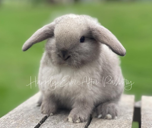 Snuggle up to happiness - Dive into our collection of rabbits for sale.