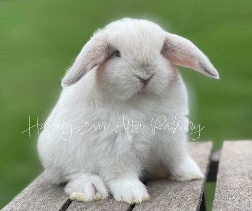 Find Your Perfect Bunny - Holland Lop for Adoption