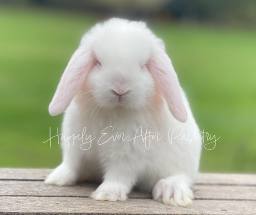 Discover the perfect bunny for sale