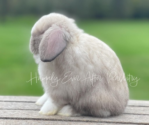 Explore Our Holland Lops - Perfect Bunnies for Sale