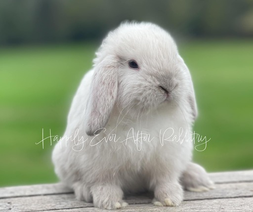 Cute and cuddly rabbits available for adoption - inquire now!