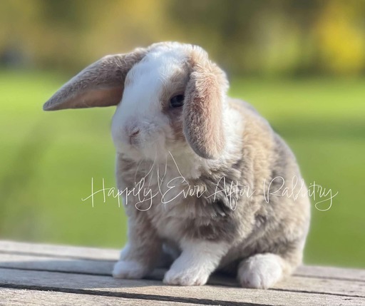 Adorable rabbit for sale - Mini Plush Lop edition!