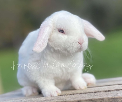 Visit Our Rabbitry for Mini Plush Lops Near Philadelphia, PA 