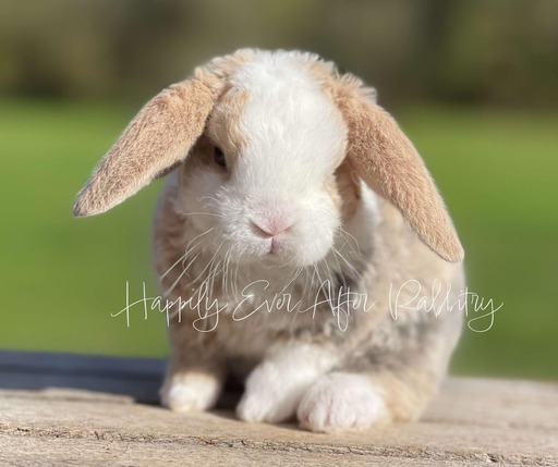 Adorable rabbit for sale - Mini Plush Lop edition!