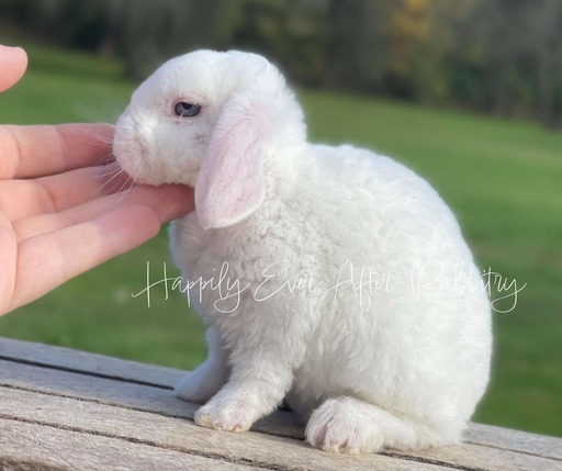 Visit Our Rabbitry for Mini Plush Lops Near Philadelphia, PA 