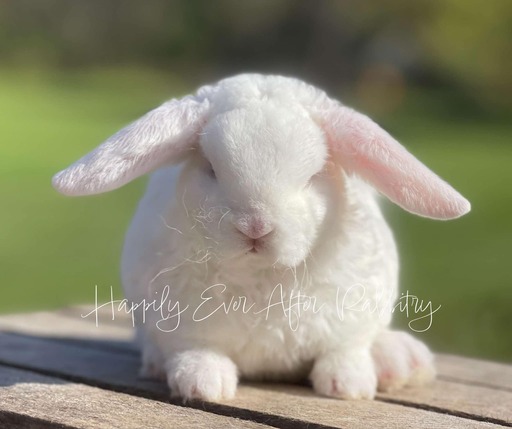 Adopt Your New Bunny Companion - Mini Plush Lop for Sale