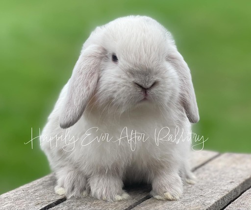 Cute and cuddly rabbits available for adoption - inquire now!