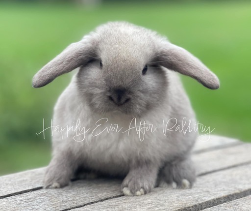 Snuggle up to happiness - Dive into our collection of rabbits for sale.