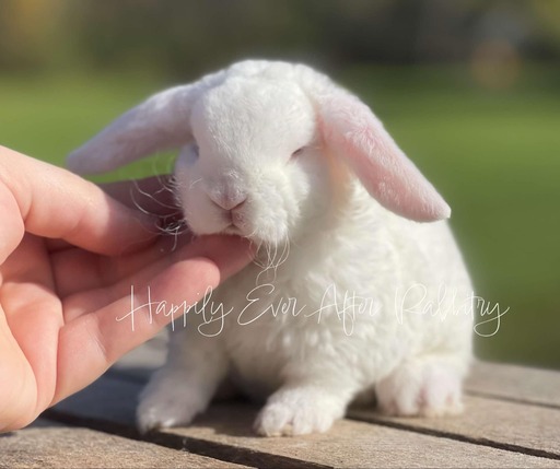 Adopt a Playful Mini Plush Lop Bunny Today