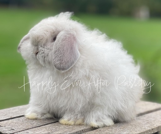 Holland Lop Bunnies Looking for Loving Homes