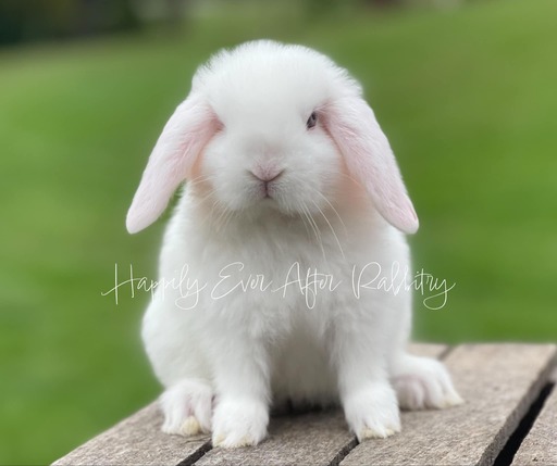 Discover the perfect bunny for sale