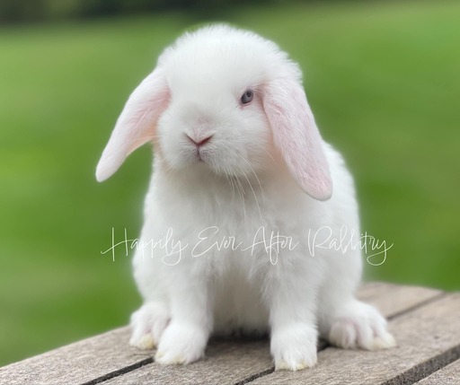 Discover the perfect bunny for sale