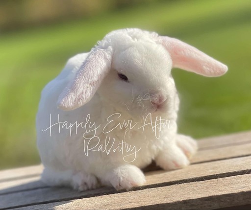 Adopt Your New Bunny Companion - Mini Plush Lop for Sale