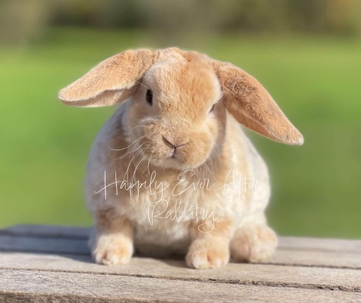 Local Mini Plush Lop Bunnies for Sale Near You