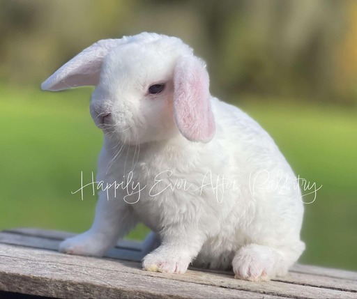 Adopt a Playful Mini Plush Lop Bunny Today