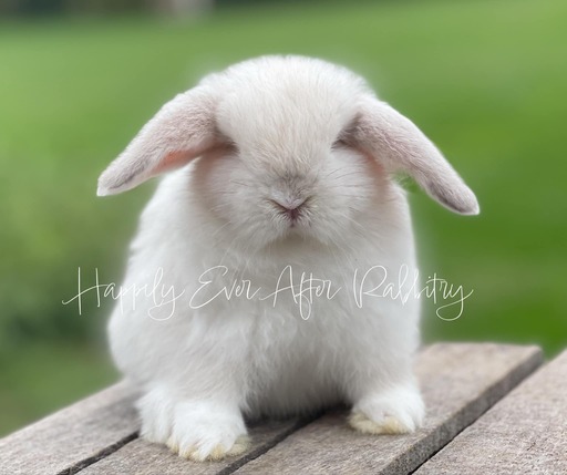 Find Your Perfect Bunny - Holland Lop for Adoption