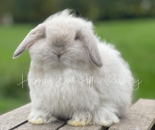 Holland Lop Bunnies Looking for Loving Homes