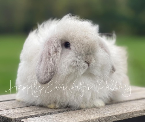 Holland Lop Bunnies Looking for Loving Homes