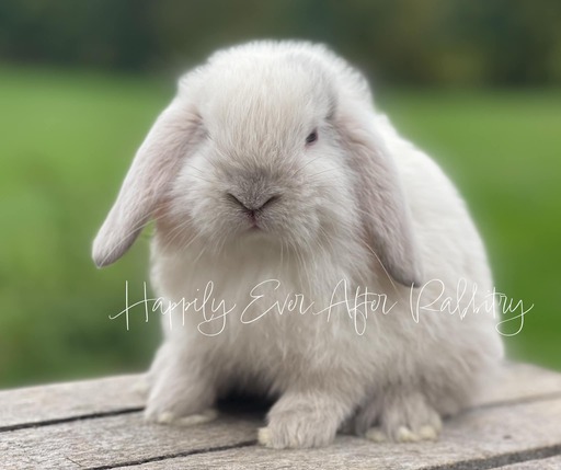 Cute and cuddly rabbits available for adoption - inquire now!