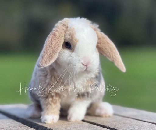 Adorable rabbit for sale - Mini Plush Lop edition!