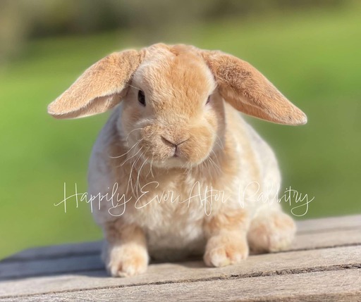 Local Mini Plush Lop Bunnies for Sale Near You