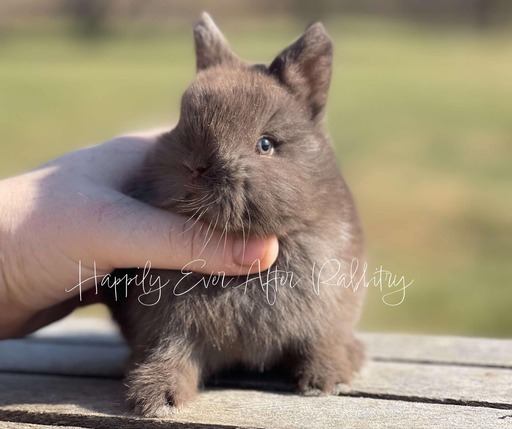 Purebred Netherland Dwarf rabbit for sale, compact and gentle, great for indoor pets and small spaces.