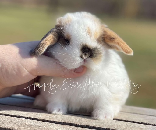 Mini Lop Bunnys - Your Perfect Companion Awaits