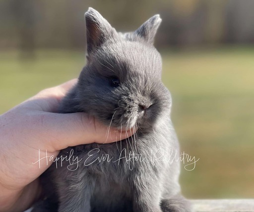 Cute Netherland Dwarf rabbit available for sale, known for its tiny size and playful nature. Perfect pet for families and rabbit enthusiasts.