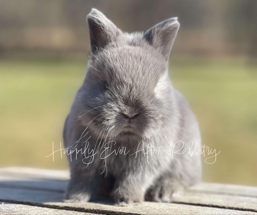 Cute Netherland Dwarf rabbit available for sale, known for its tiny size and playful nature. Perfect pet for families and rabbit enthusiasts.