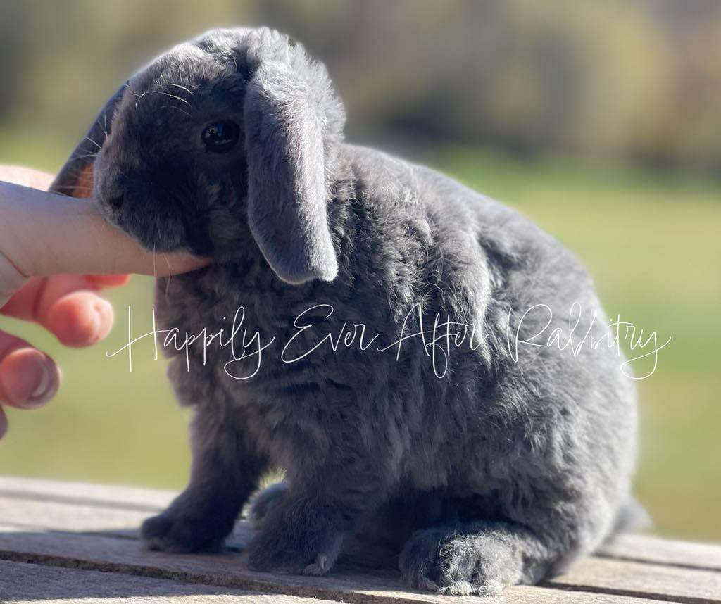 super adorable mini plush lop near me