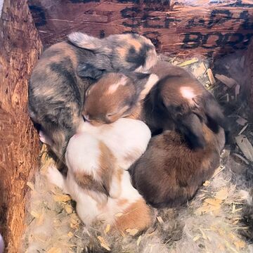 Bunnies for adoption near me