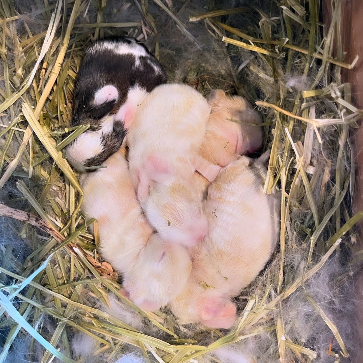 Mini Holland Lop Bunny for sale