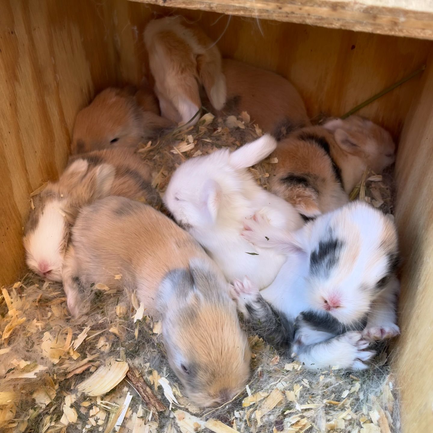 baby bunnies for sale near me