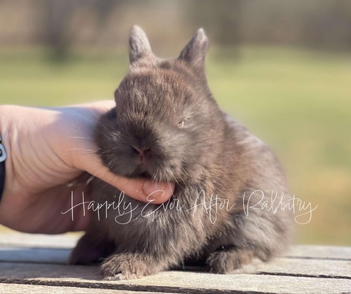 Netherland Dwarf rabbits for sale, great for pet owners looking for a tiny, adorable breed with a gentle temperament.