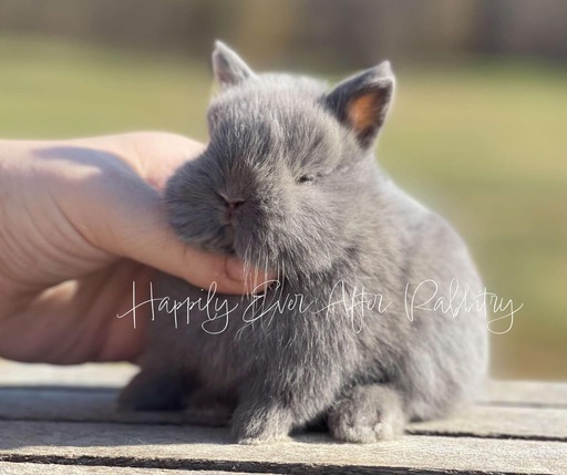 Furry Happiness Awaits: Bunnies for Sale Near You