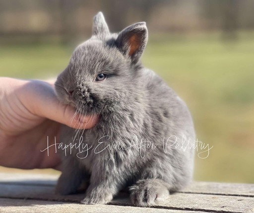 Cute Netherland Dwarf rabbit available for sale, known for its tiny size and playful nature. Perfect pet for families and rabbit enthusiasts.