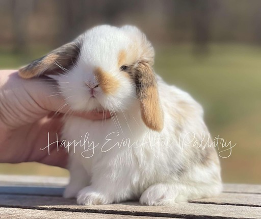 Local Mini Lop Bunnies for Sale Near You