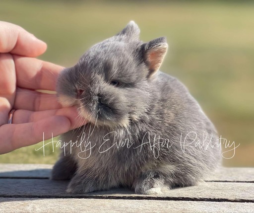 Mini Netherland Dwarf rabbit available for sale, ideal companion for pet lovers. Small size with a sweet, affectionate nature.