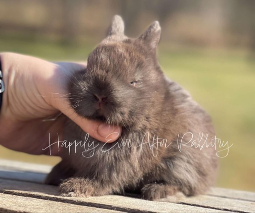 Netherland Dwarf rabbits for sale, great for pet owners looking for a tiny, adorable breed with a gentle temperament.